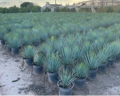 Yucca rostrata 10 liter